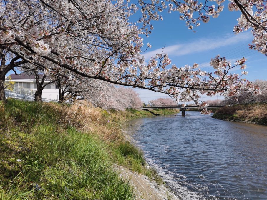 HUAWEI P30で撮影した桜と橋