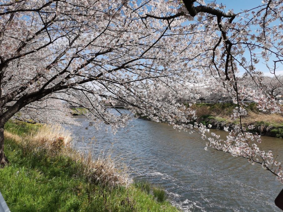 堤防でHUAWEI P30を使って撮影した桜