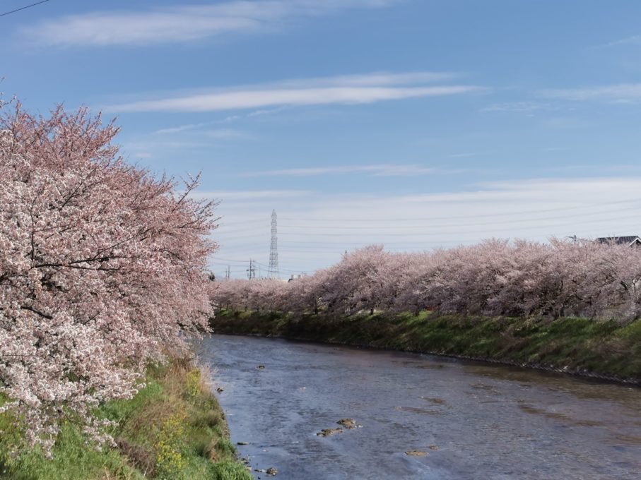 HUAWEI P30 Proで撮影した桜の写真