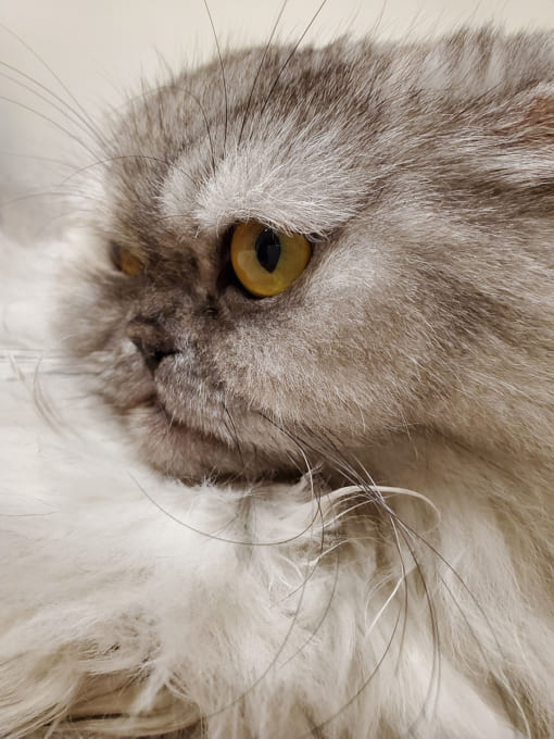 Galaxy Note10の接写テストで撮影した猫