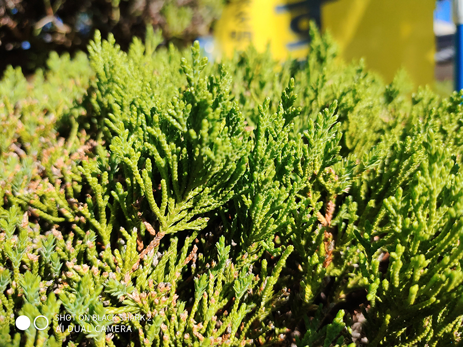 Black Shark 2のカメラで撮影した接写写真