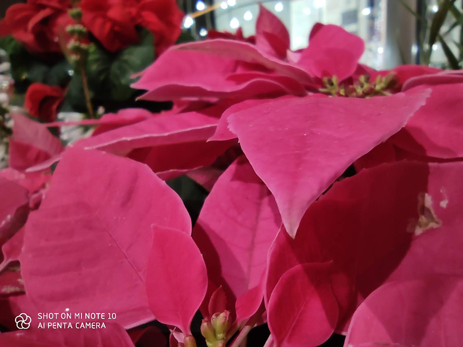 Mi Note10接写撮影