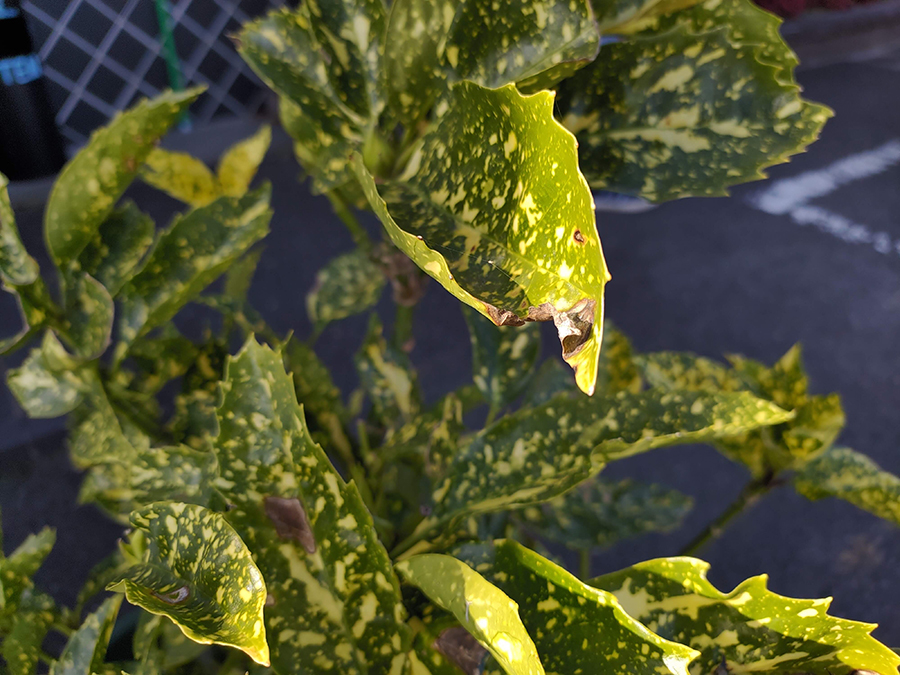 ROG Phone 2の標準カメラで接写撮影