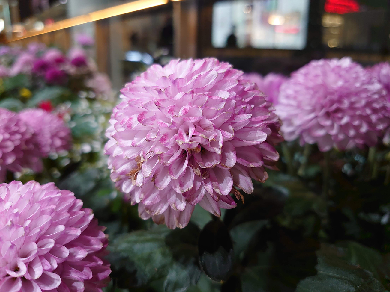 Xperia 5のカメラで撮影した紫の花