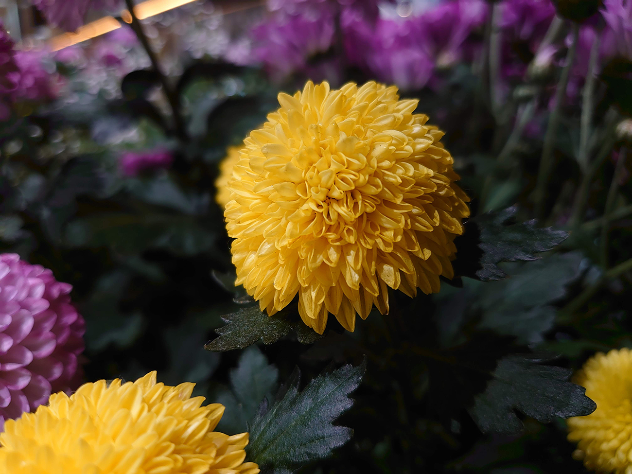 Xperia 5のカメラで撮影した花