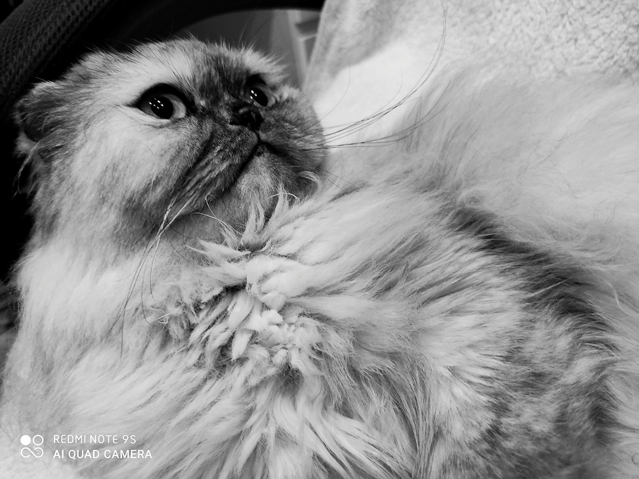 Redmi Note 9Sのカメラで撮影したネコ
